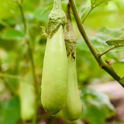 VibeX ® RXI-468 Brinjal Green Long Seeds Hybrid F1 Seed(200 per packet)