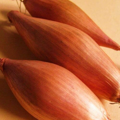 WILLVINE Onion Shallot - ZEBRUNE - The Banana Shallot-[1000 Seeds] Seed(1000 per packet)