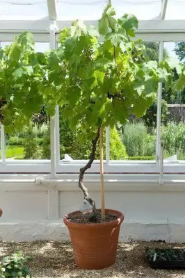 Chalisa Grapes Fruit, Black Grapes Seed(73 per packet)