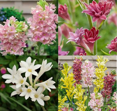ibains Tuberose plant saplings bulbs Seed(18 per packet)