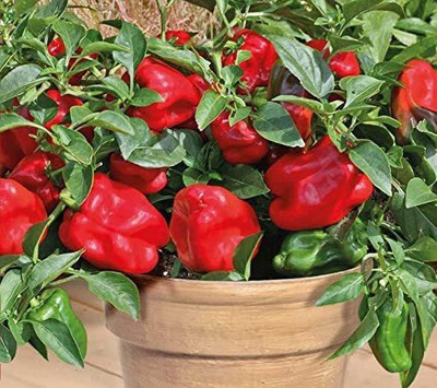 VibeX ® XLR-608 Red CAPSICUM SIMLAMIRCHI SEEDS Seed(200 per packet)
