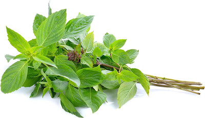 WILLVINE VXI-54 Non-GMO Thai Basil Seeds Seed(1000 per packet)