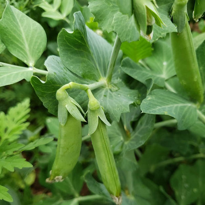 Qualtivate ICRA-8A Snap Pea (Sugar Daddy) Seed(200 per packet)