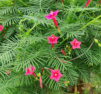 LIFELEX Tarulata Flower Seeds (Cypress Vine/Ipomoea quamoclit), Pack Of - 30 Seed(30 per packet)