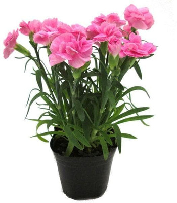 Lorvox Carnation flower Seed(100 per packet)