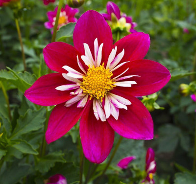LPR DAHLIA Seed(5 per packet)