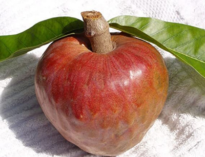 Aywal HYBRID FRESH RED APPLE Seed(15 per packet)