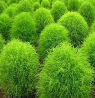 UGRA Kochia Plant, Burning Bush Seed(5 per packet)