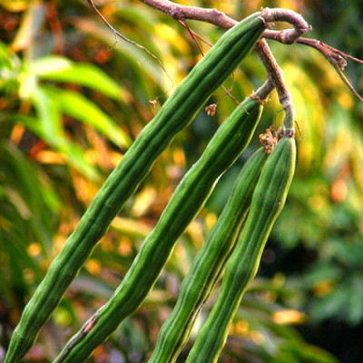 CEZIUS Drumstick/Sajna Moringa oleifera Drumstick (Moringa) Oleifera Seed(500 per packet)