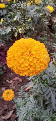 PriyaSeeds marigold/gende ka phool flower seeds Seed(25 per packet)