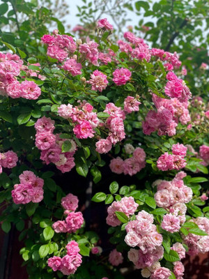 CRGO ROSE , GULAAB Seed(100 per packet)