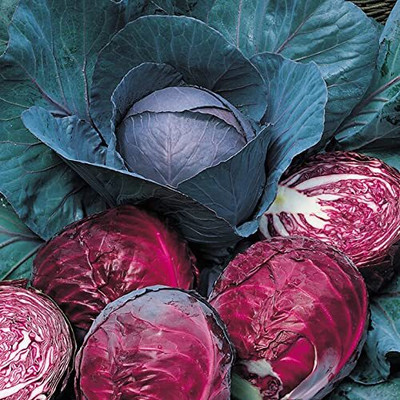 Aywal Red Cabbage Seed(120 per packet)