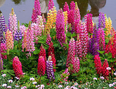 Quentova Lupine Mix of colors Lupinus Polyphyllus Flower-RAJ-9S Seed(75 per packet)