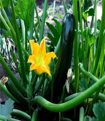 Aywal F1 Hybrid Zucchini Green Seed(20 per packet)