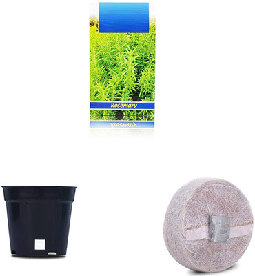VibeX Rosemary F1 Hybrid Combo with Potter & Rootplug Seed(35 per packet)