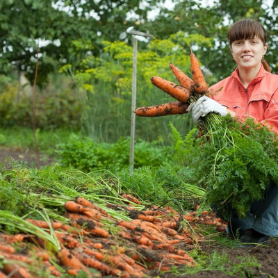 CRGO GAAJAR, CARROT Seed(400 per packet)