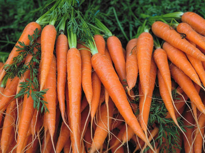 SeedHaven Fresh Red Carrot Hybrid Vegetable Seed(100 per packet)