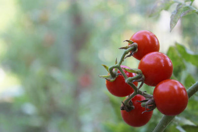 Elysian Enterprises tomato Seed(155 per packet)
