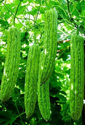CYBEXIS Big Bitter Gourd Vegetable Seeds 800 Seeds Seed(800 per packet)