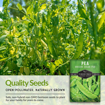 CYBEXIS LXI-22 - Oregon Sugar Pod II Pea - (100 Seeds) Seed(100 per packet)