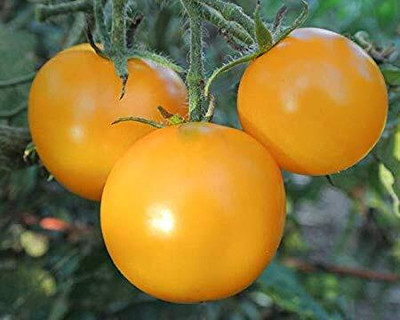 LPR TOMATOO,TAMATARR Seed(100 per packet)
