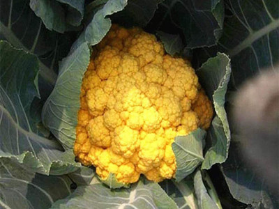 CYBEXIS Yellow Cauliflower Seeds Delicious500 Seeds Seed(500 per packet)