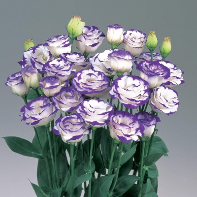 NooElec Seeds India 100+ Seeds-Dual Colour Lisianthus Flower Seeds- All Seasons Growing Plant Seed(100 per packet)