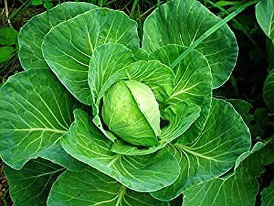 MAA Cabbage Seed(290 per packet)