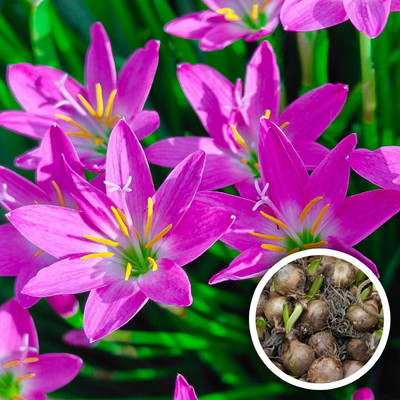Seedsilk Rare Mixed Rain Lily Bulbs Mix Color Seed(5 per packet)