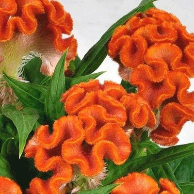 Aywal Celosia Cockscomb Seed(40 per packet)