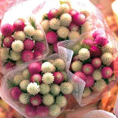 Aywal Gomphrena Flower Seed(30 per packet)