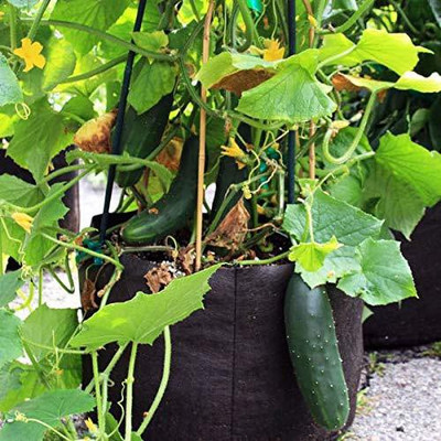 VibeX ® LXI-773 Hybrid Cucumber Gherkins, Small Seed(200 per packet)