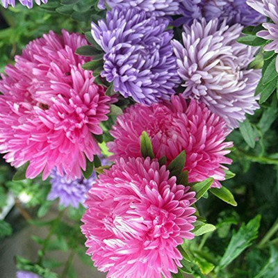 CYBEXIS Aster Ducess Seeds Seed(1 g)