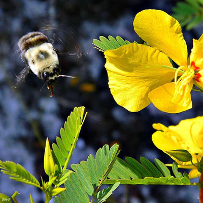 Qualtivate PUA-8A Partridge Pea Seeds Seed(200 per packet)