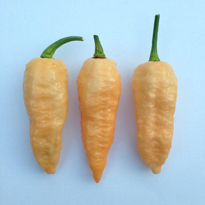 Qualtivate PUA-7A Bhut Jolokia (Peach)Chilli Seed(300 per packet)