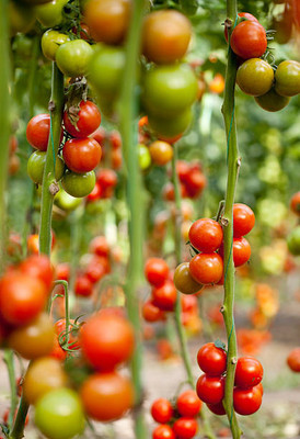Qualtivate tomato Seed(75 per packet)