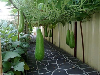Qualtivate PUAS-8A Mix of Large & Medium Bottle Gourd Seeds Seed(50 per packet)