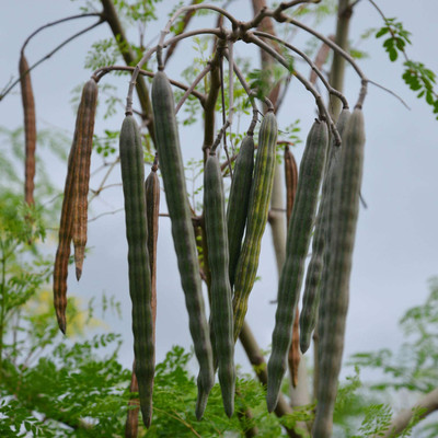 CYBEXIS HUA-99 - The Moringa Tree - (450 Seeds) Seed(450 per packet)