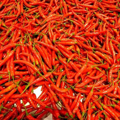 KNESSiN Giant Chilli Pepper Seed(1250 per packet)