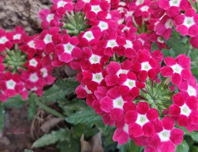 BDSresolve Tall verbena seeds PACK OF 86 Seed(86 per packet)