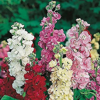KANAYA Stock Matthiola Incana Double Mix Flower Seed(30 per packet)