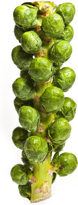 WILLVINE PUAS -X Catskill Brussel Sprout Seeds [2.5g] Seed(750 per packet)