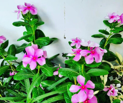 Seedsqlty Vinca flower seeds hybrid mix colour, high germination (19 seeds) Seed(19 per packet)