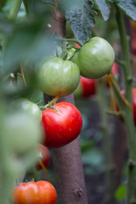 Urvaar tomato Seed(145 per packet)