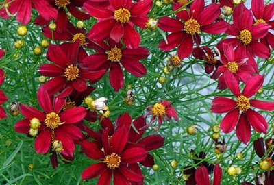 CYBEXIS Coreopsis, Red Satin100 Seeds Seed(100 per packet)