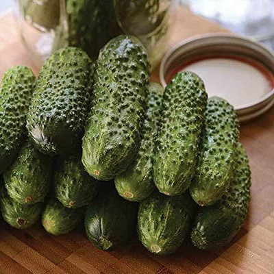 Qualtivate PUA-9A Cucumber Parisian Gherkin Pickling Seed(300 per packet)