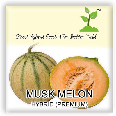 CYBEXIS Musk Melon Hybrid Seeds100 Seeds Seed(100 per packet)