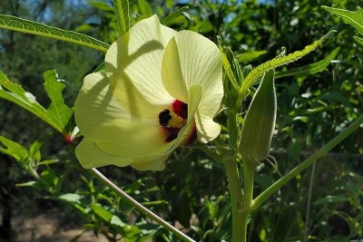 Quentova Jewel Okra Seeds Seed-LNT-5D Seed(200 per packet)