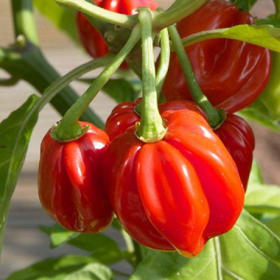 KNESSiN Scotch Bonnet Red Chilli Seed(200 per packet)