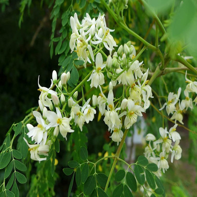 CYBEXIS NBIR-8 - PKM1 |Planting | Moringa Oleifera - (1350 Seeds) Seed(1350 per packet)